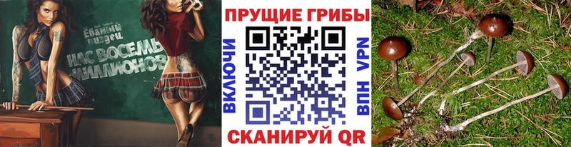 Псилоцибиновые грибы Cubensis  купить наркотики цена  Камышлов 